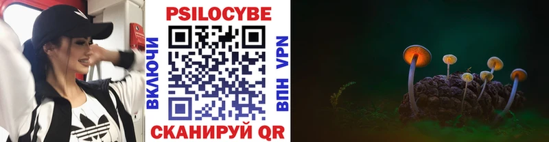 Псилоцибиновые грибы Cubensis  Юрьев-Польский 